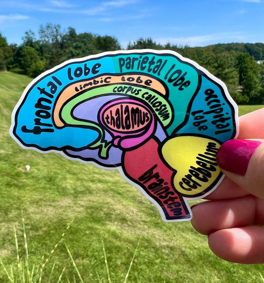 Labeled Brain Anatomy Sticker – Human Brain Diagram