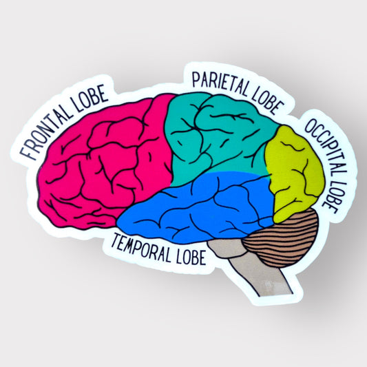 Lobes of the brain sticker