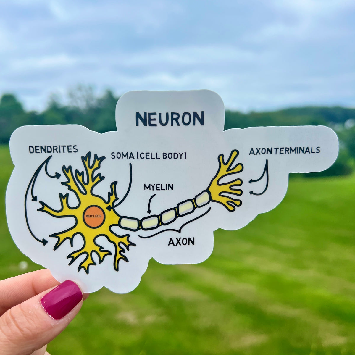 Neuron Merch Labeled neuron sticker – NeuroChallenged