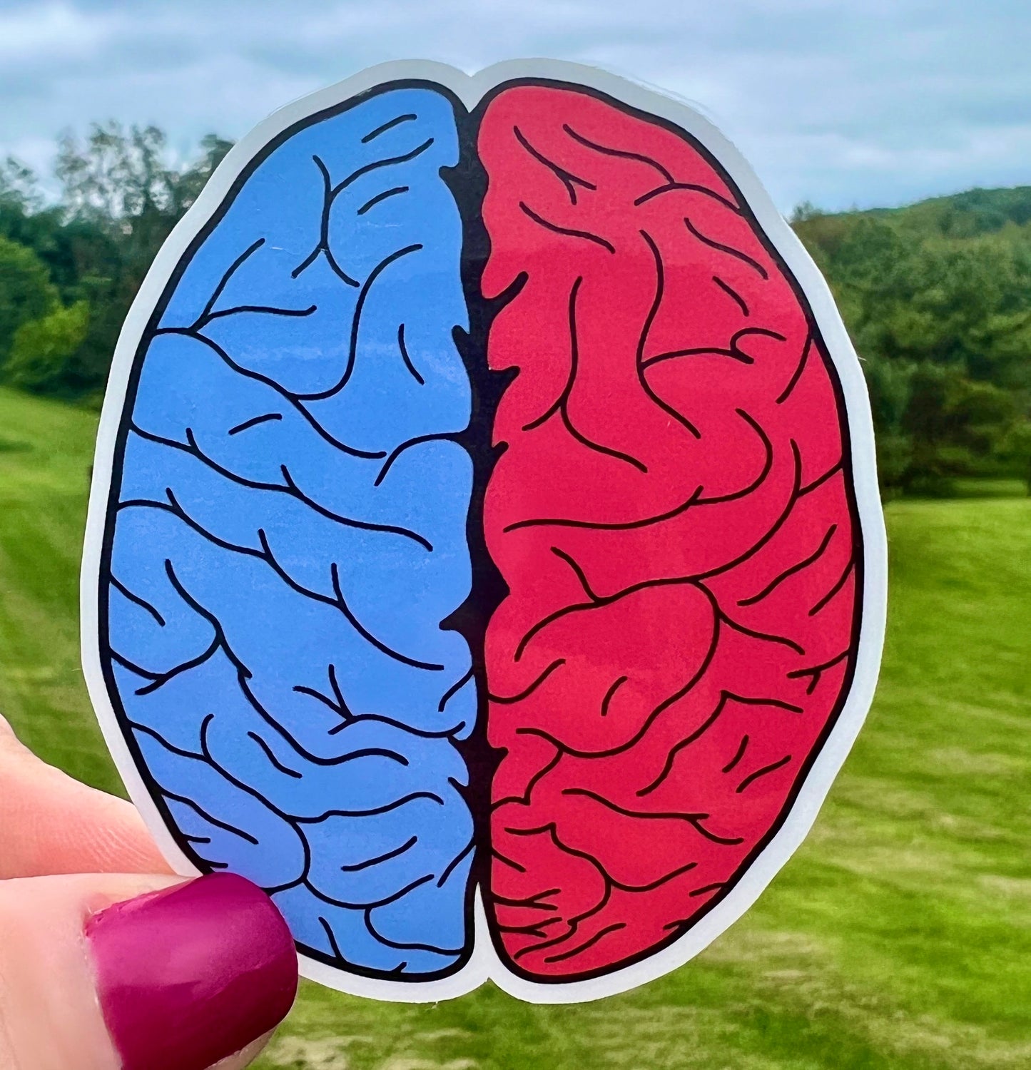 Colored cerebral hemispheres sticker