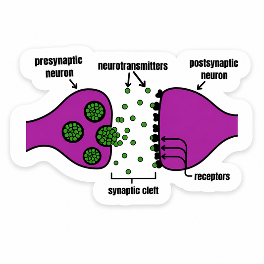 Synapse Diagram Sticker – Neuroscience & Neurotransmitter Vinyl Sticker