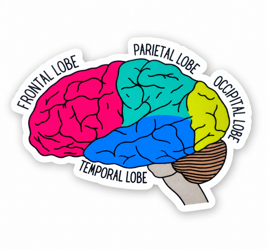 Lobes of the Brain Sticker – Labeled Brain Anatomy