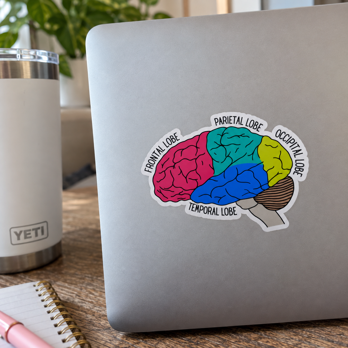 Lobes of the Brain Sticker – Labeled Brain Anatomy