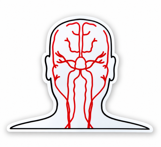 Brain Blood Supply Sticker – Neuroscience Anatomy Sticker