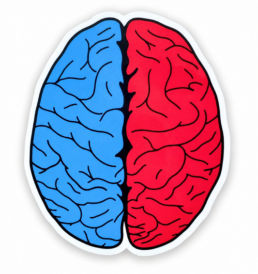 Colored Cerebral Hemispheres Sticker – Brain Anatomy