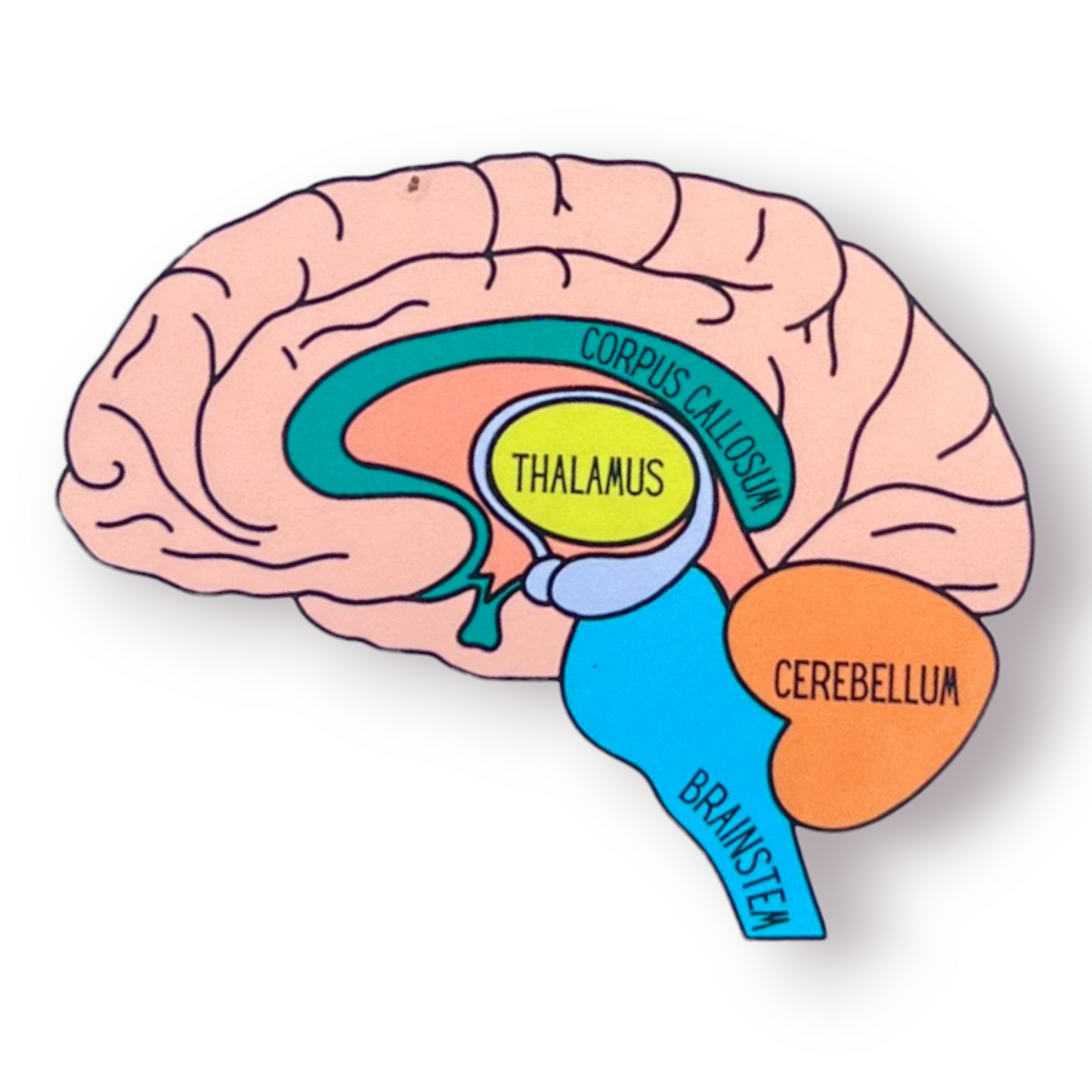 Brain Anatomy Sticker Pack – 5 Educational Brain Anatomy Stickers