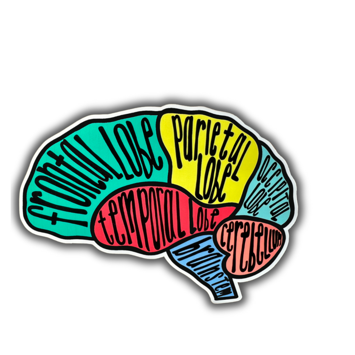 Brain Anatomy Sticker Pack – 5 Educational Brain Anatomy Stickers