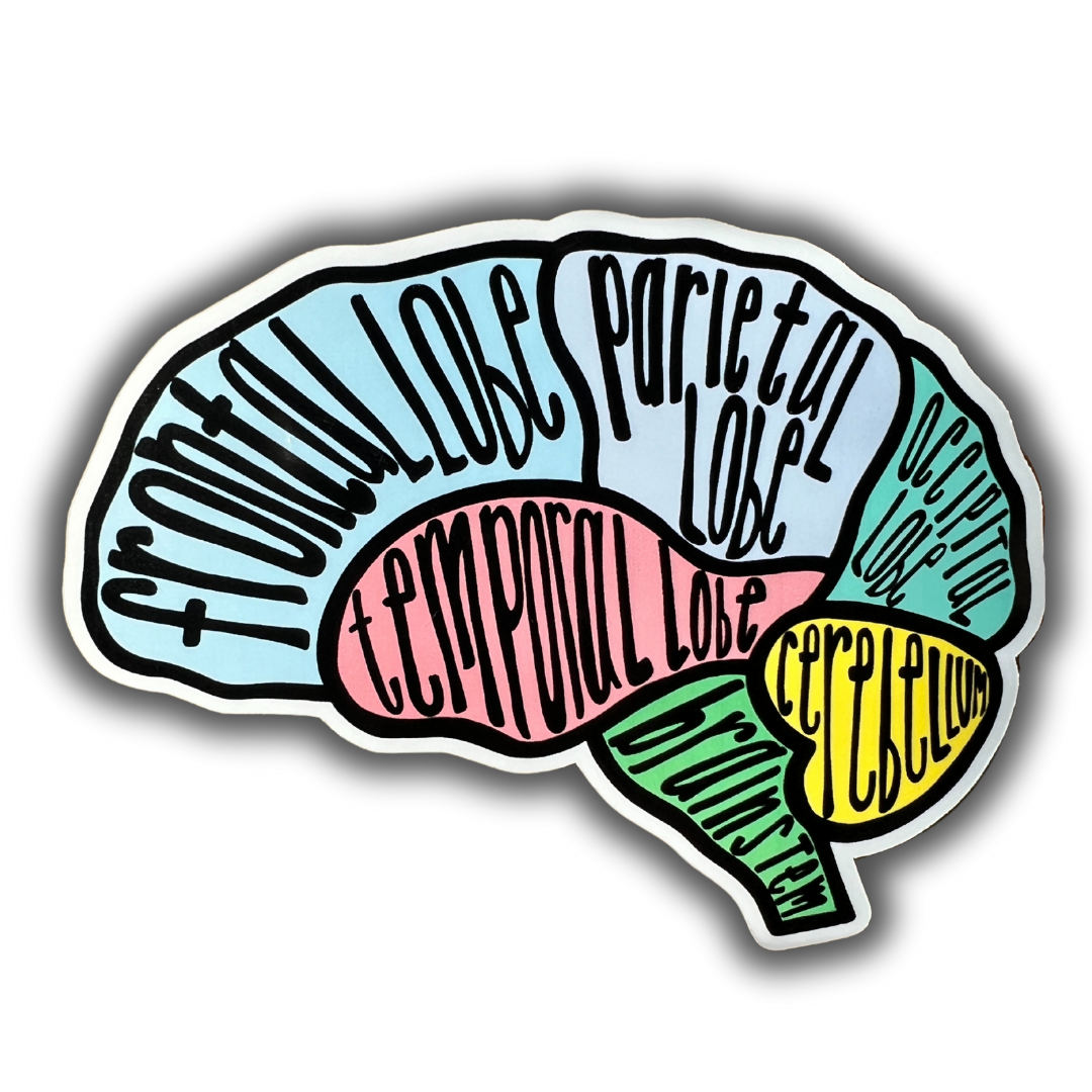 Brain Anatomy Sticker Pack – 5 Educational Brain Anatomy Stickers