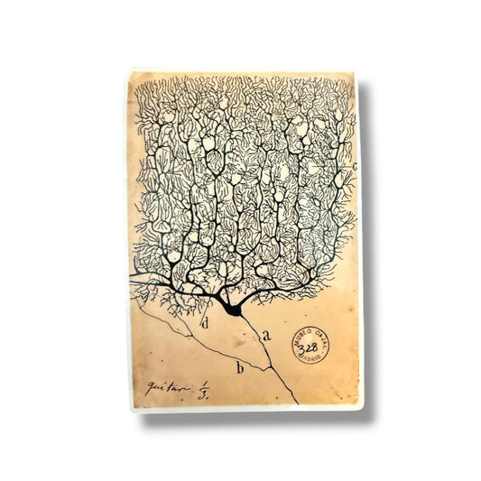Santiago Ramon y Cajal Purkinje Cell Sticker