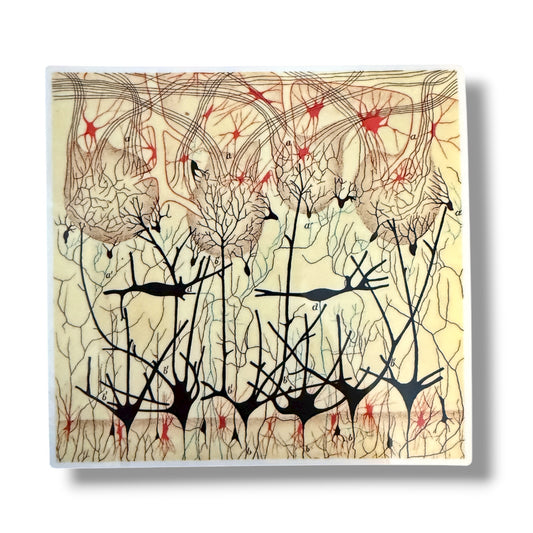 Camillo Golgi Olfactory Bulb Neurons Sticker