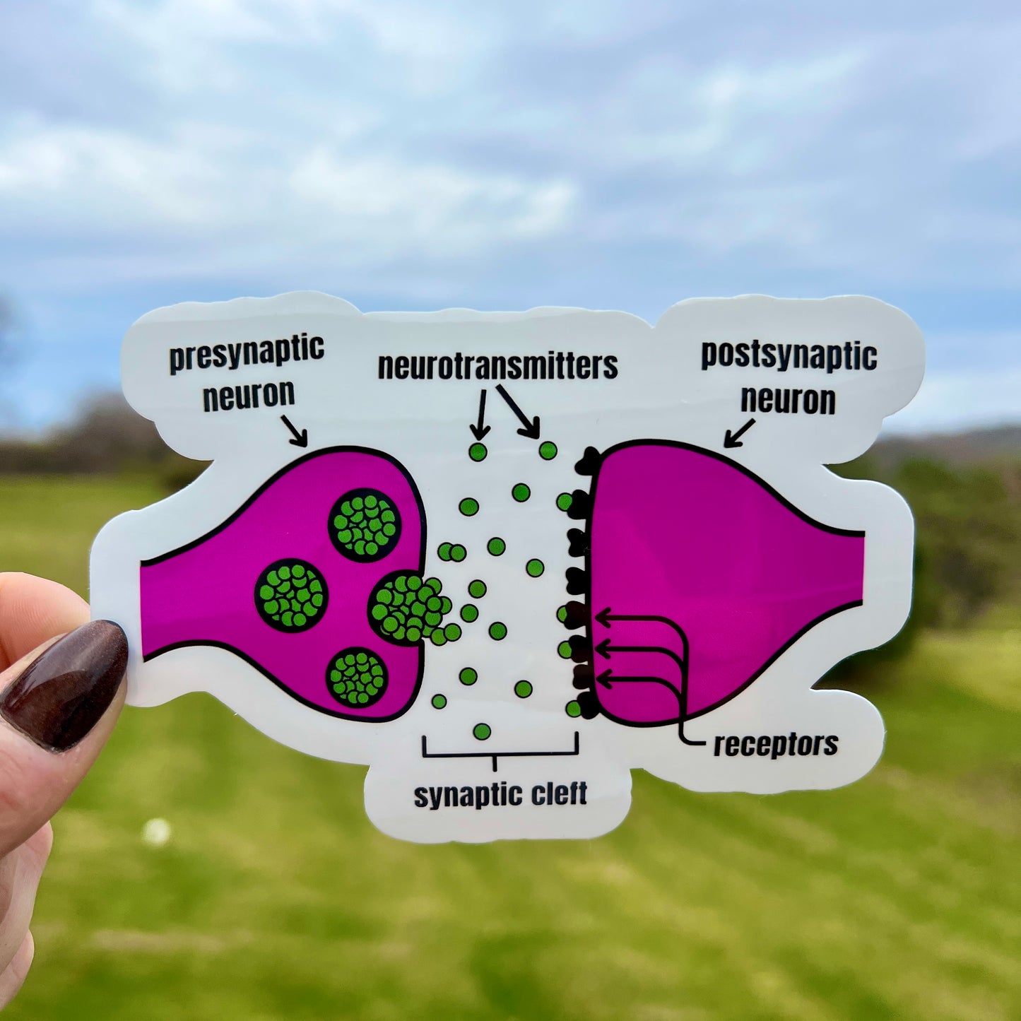 Synapse Sticker