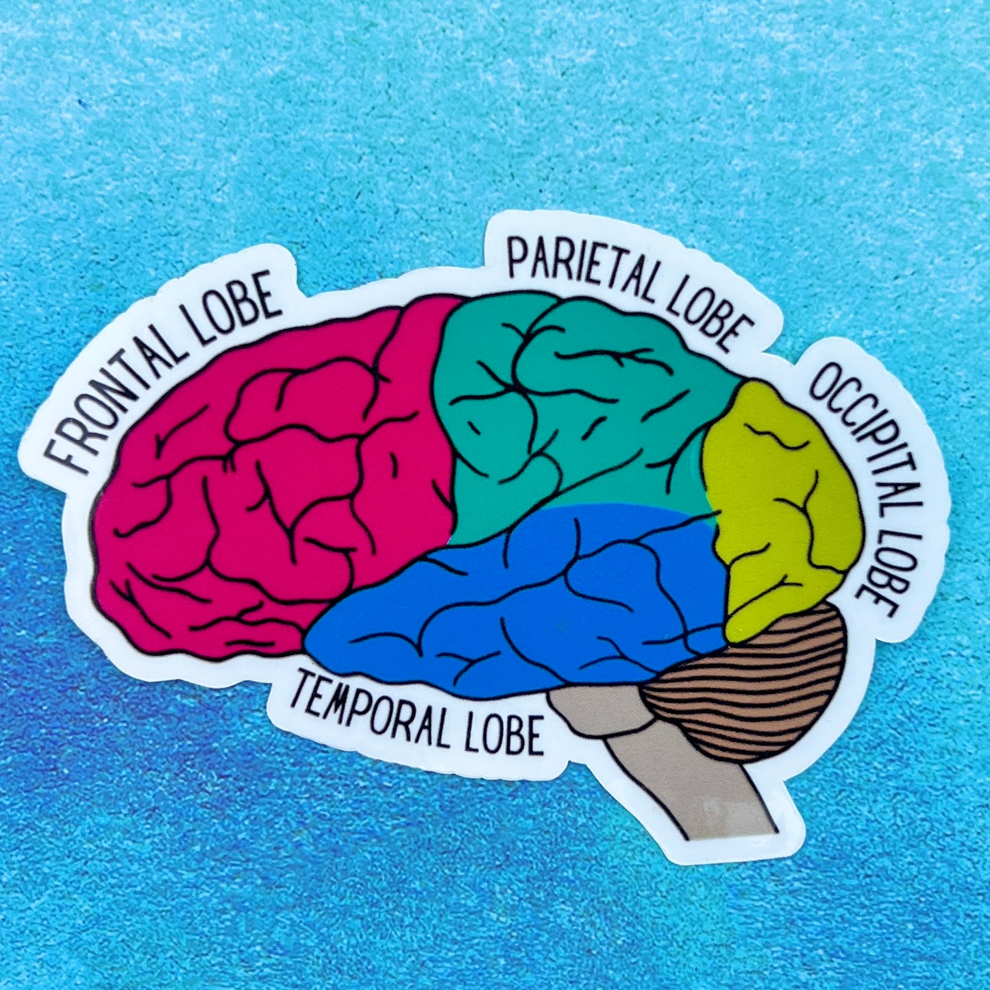 Lobes of the brain sticker