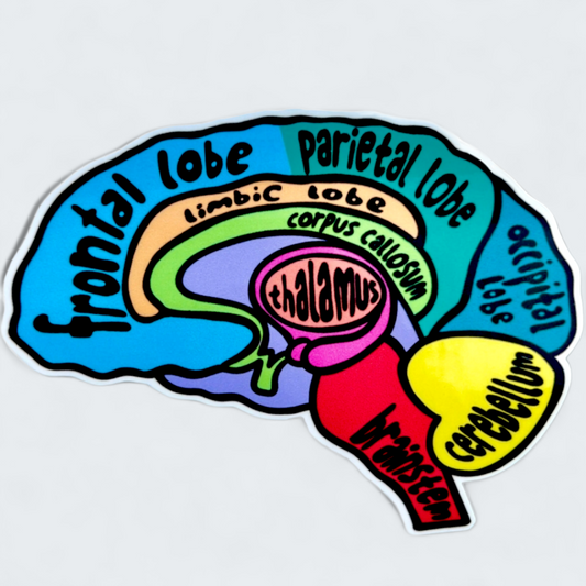 Brain anatomy sticker - labeled