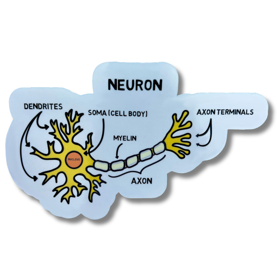 Edible Neuron Sticker Labeled neuron sticker – NeuroChallenged