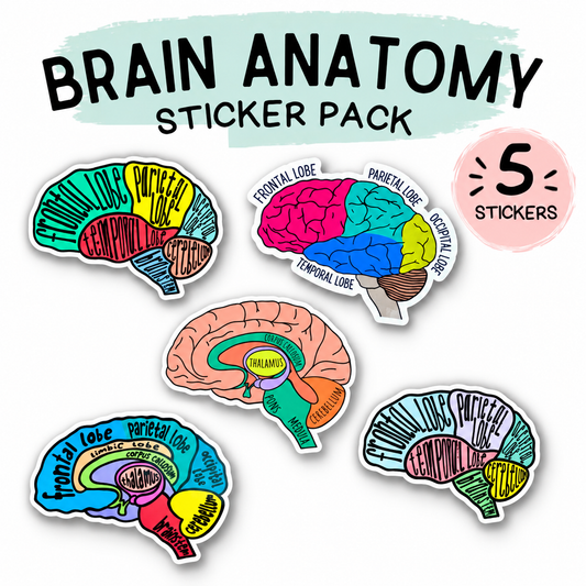 Brain Anatomy Sticker Pack – 5 Educational Brain Anatomy Stickers